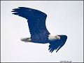 _1SB0201 bald eagle